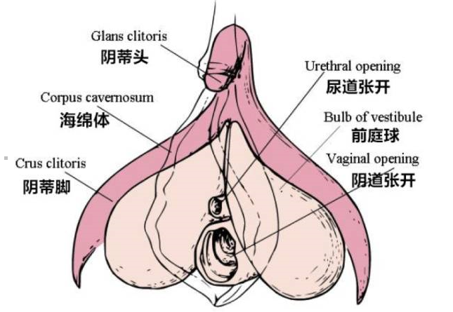 处女真的不能享受成人玩具带来的快乐吗