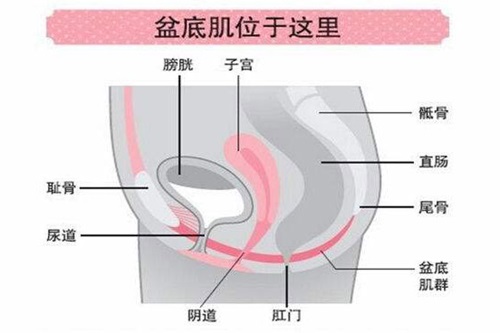 盆骨修复有必要吗？图文详解