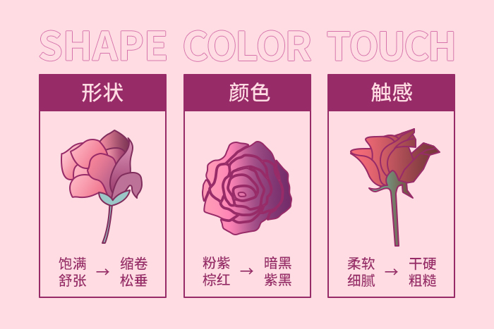 小妹妹的形状颜色会有哪些变化