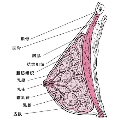 胸部的大小由什么决定