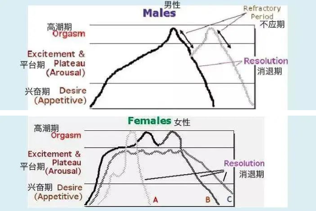 性反应周期