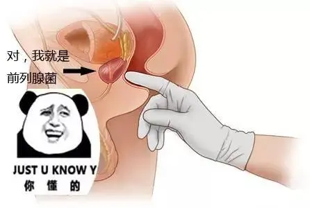 什么是前列腺