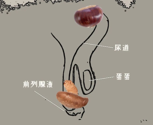 △前列腺液在爱爱中起润滑作用