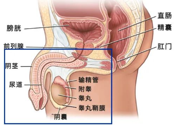 男性生殖系统示意图，仅展示主要器官以作说明。