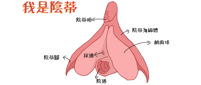 阴蒂吮吸器有哪些常见的问题