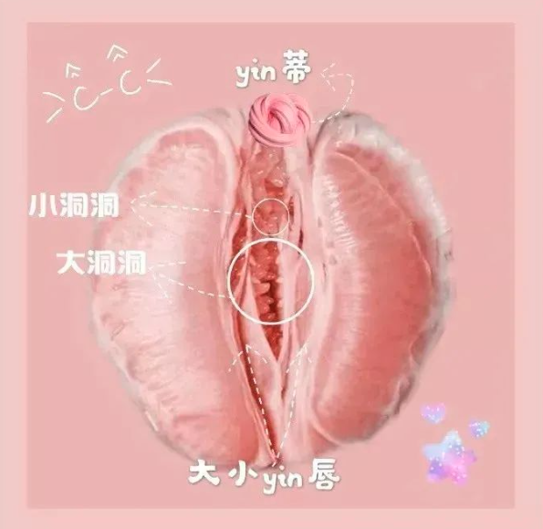 豆豆是什么