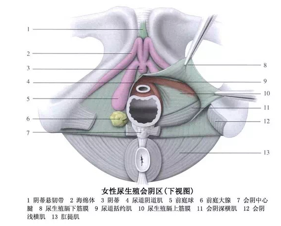 前庭大腺