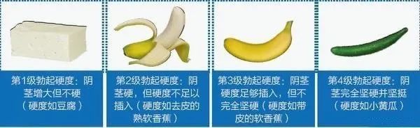 勃起的硬度