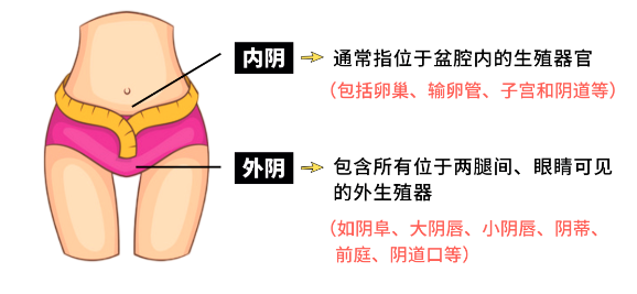 内阴和外阴