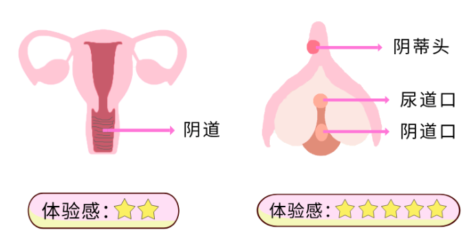 一万多个神经末梢