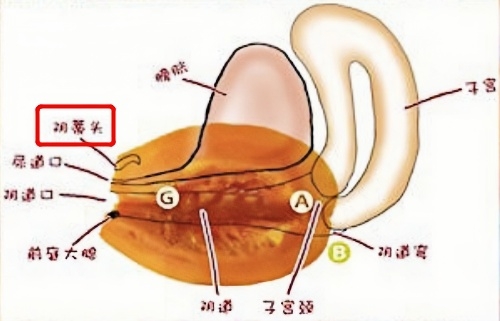 ▲C点即上图红框中“音蒂头”所示的位置