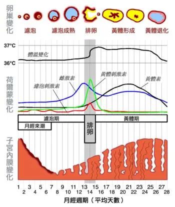 关于月经周期的知识