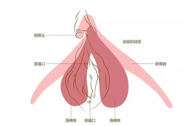 女性高潮的核心开关是Yin蒂