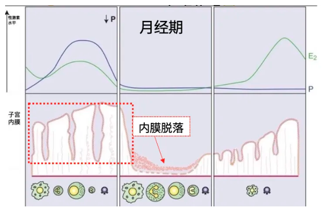 月经期，子宫内膜脱落的过程图片来源：文献[1]