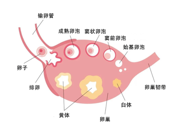 黄体功能不足