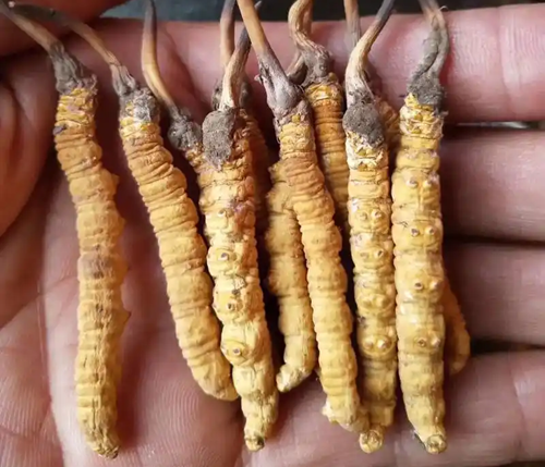 飞机打多了吃什么药补回来的