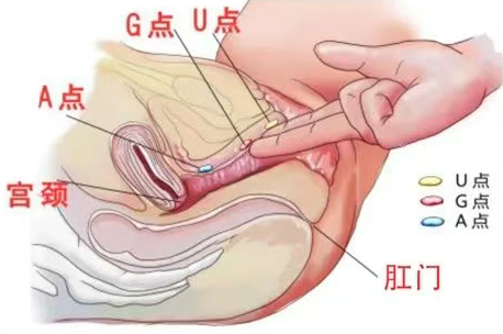 原来女生这种姿势最容易高潮