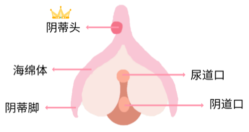 女生也有包皮？性生活没感觉可能是因为它过长