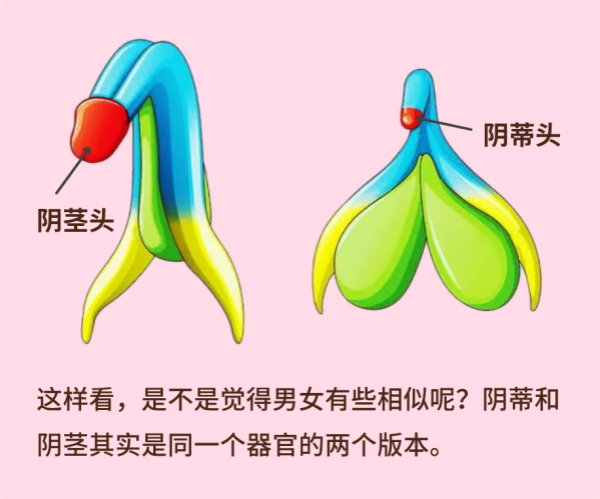 女生也有包皮?性生活没感觉可能是因为它过长