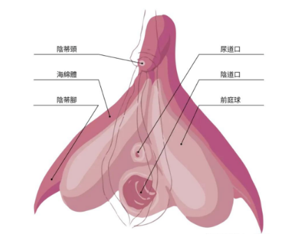 男人尺寸越大,女生越快乐?