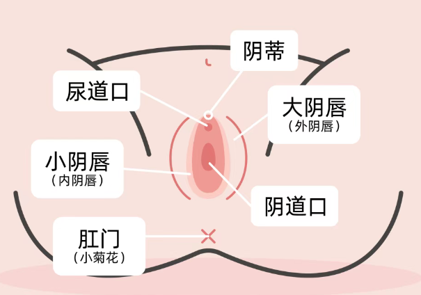 第一次会痛、会流血?今天一次性告诉你答案