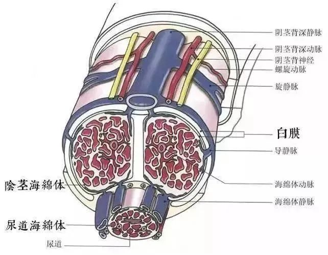 在探讨硬不起来的原因前,我们需要先了解“丁丁是怎么硬起来的”。 丁丁的充血起立,其实是一个复杂的…