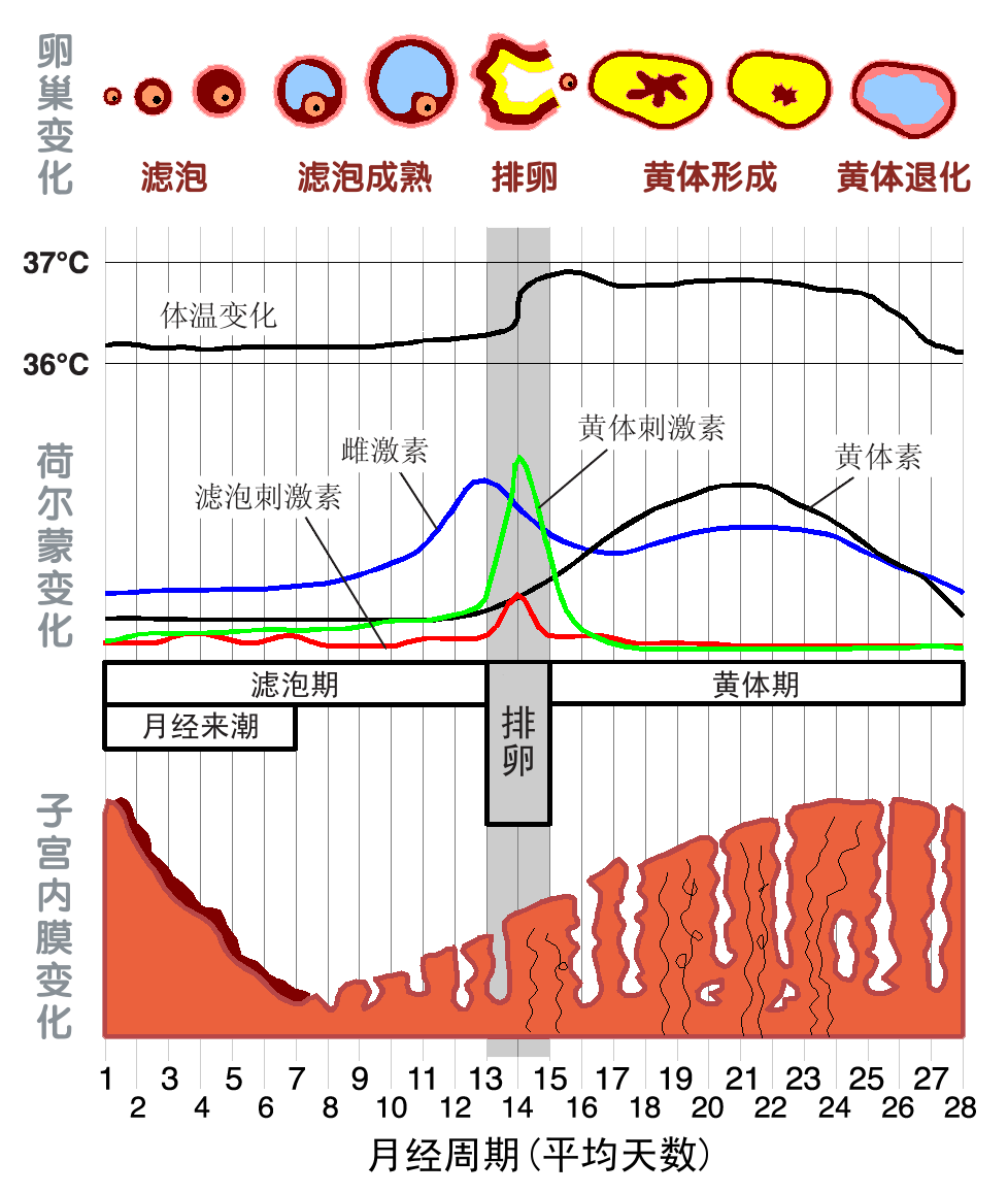 你只知大姨妈折磨人,却不知它带来的3大好处!