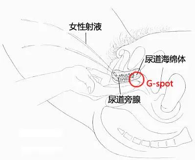 G点
