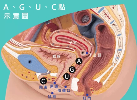 能让女生爽飞的C、G、A、U点到底在哪？