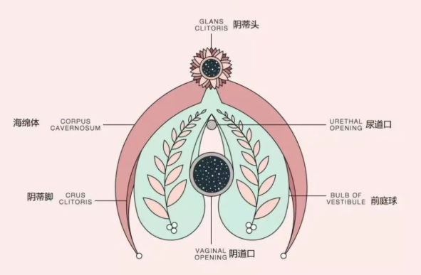 C点