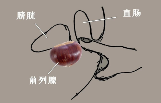 传说中的前列腺快感究竟有多爽？试过的人表示…