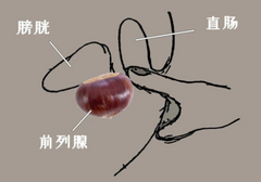 传说中的前列腺快感究竟有多爽？试过的人表示…