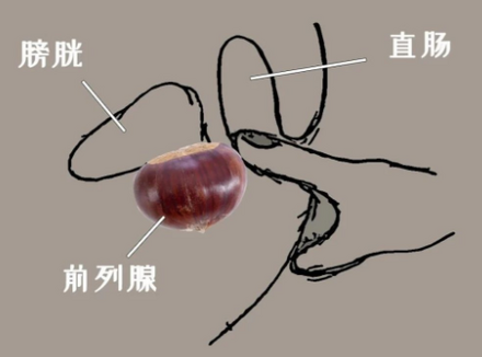 传说中的前列腺快感究竟有多爽？试过的人表示…