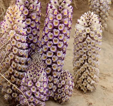 男用延时喷剂什么品牌效果好