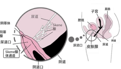 女性如何潮吹？喷出来的到底是不是尿