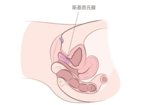 女性如何潮吹？喷出来的到底是不是尿