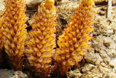 西地那非对早些泄能管用吗