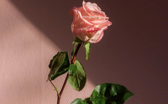 想要拥有一次完美的性生活，这几点要特别注意