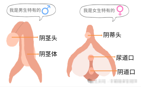 男生排尿射精共用通道，女生却各司其职？