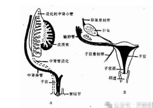 女生的选择
