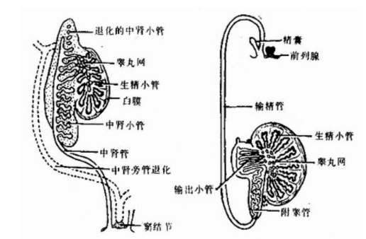 男生的选择