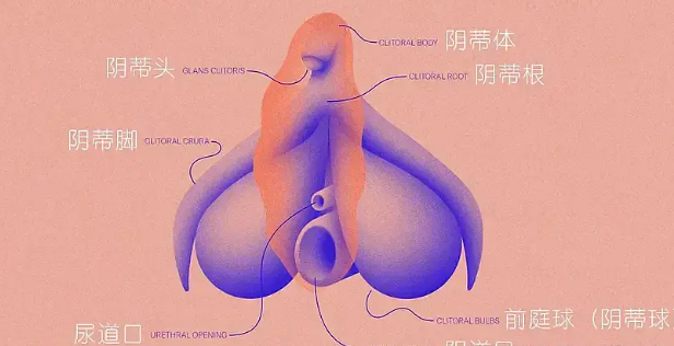 女性自慰完全指南✨被污名化百年的正常欲望,所有女生都该读懂自己