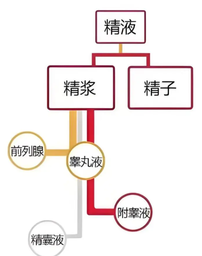 精液到底能不能吃?✨一场扒光谣言的硬核科学论战