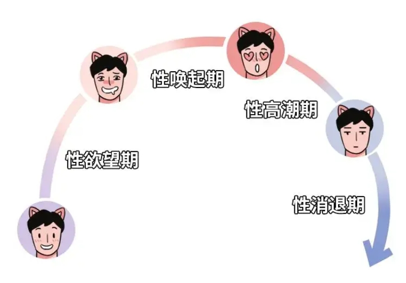 封神级性学研究:从60年前的'疯狂实验室'读懂男女天生差异