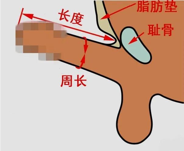 男生别再偷偷量尺子---权威数据:性满足从来不靠尺寸定输赢