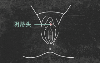 正经科普：阴蒂的秘密—8000 根快乐神经，女生专属快感开关！