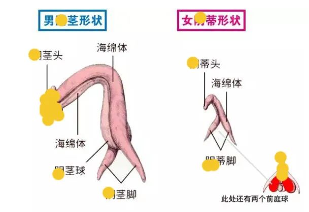 正经科普:阴蒂的秘密---8000 根快乐神经,女生专属快感开关!