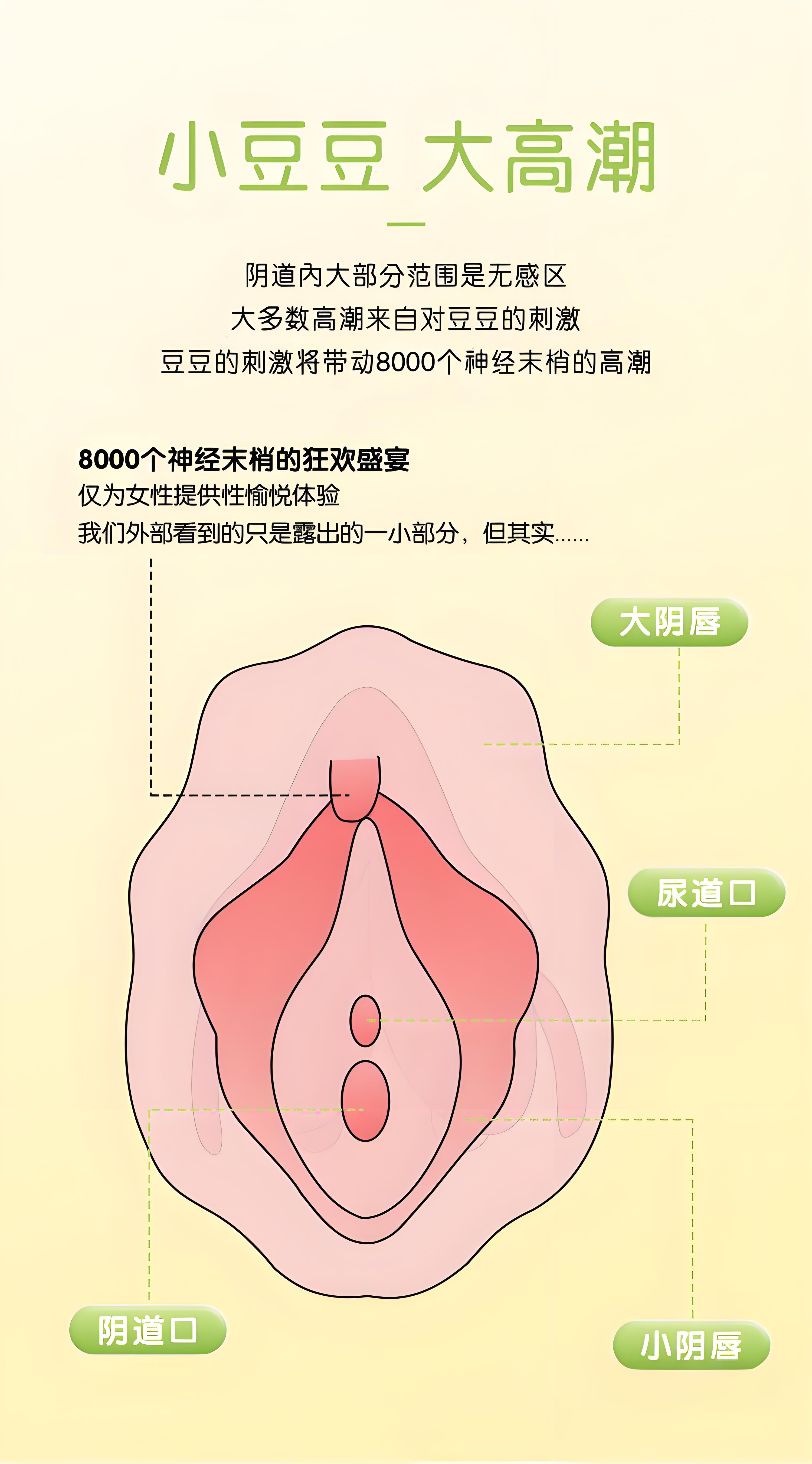 正经科普:阴蒂的秘密---8000 根快乐神经,女生专属快感开关!