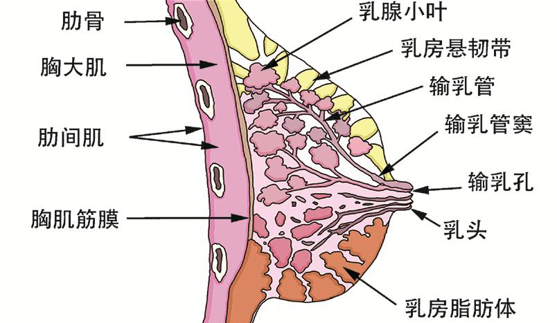 摸到女友胸部「会滑动小圆珠子」!不是大病,9 成女生都遇见过